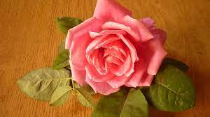 زراعة واكثار الورد الجوري الزهر ي how to grow roses from cuttings cicek