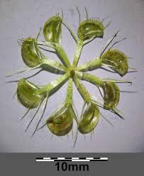 Image result for Aldrovanda vesiculosa