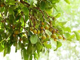 Image result for Diospyros loureiriana
