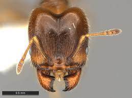 Image result for Polystachya bicarinata