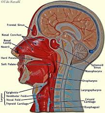 Human torso body model anatomy anatomical medical internal organs for teaching. 71ac570daf31852166b52153ac732573 Jpg 650 696 Anatomy Models Labeled Anatomy Models Respiratory System Anatomy