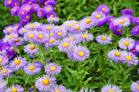 Birth Month Flowers And Their Meanings Birth Month Flowers Birth Flowers September Birth Flower