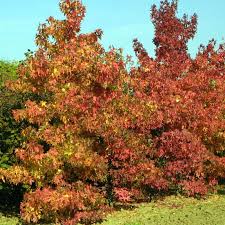 Der indian summer hat einen namen: Amberbaum Liquidambar Styraciflua