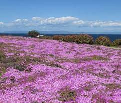 Best Of Purple Flowers In Carmel Ca And View In 2020 Pacific Grove Places To See Monterey