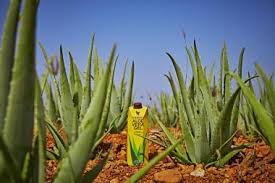 You can easily compare and choose from the 10 best aloe vera juices for you. Forever Aloe Vera Gel Enthalt 99 7 Reines Aloe Vera
