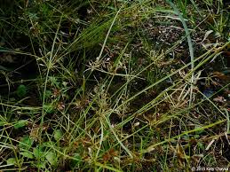 Image result for Cyperus nuerensis
