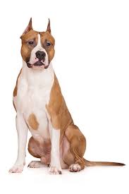 American Staffordshire Terrier Dog Breed Information