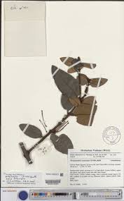 Image result for Phragmanthera polycrypta