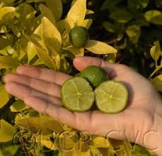 Image result for Vittaria guineensis