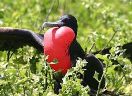 The reason why the galapagos islands animals are so friendly is the fact that there has never been a predator on the islands threatening them, so they know they are not in danger and don't need to stay. 12 Endemic Wildlife Of Galapagos Islands Islands And Islets