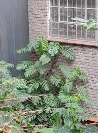 Image result for Crotalaria lebrunii