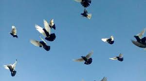 This is a list of the fastest flying birds in the world. Flying Group Pigeons In Sud Algeria Youtube
