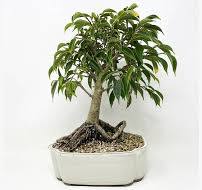 Care guide for the Ficus Bonsai tree (Retusa and Ginseng ...
