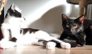 zo schattig deze kittens zoeken een baasje indebuurt enschede