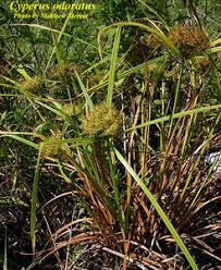 Image result for Cyperus costatus