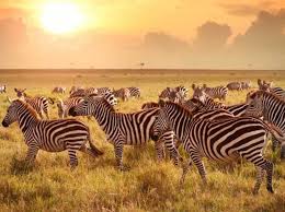 Изучайте релизы the black zebra на discogs. Are Zebras Black With White Stripes Or White With Black Stripes Bbc Science Focus Magazine