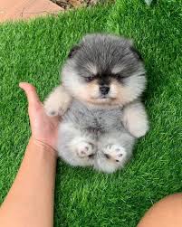 Our teddy bear puppies for sale come from either usda licensed commercial breeders or hobby breeders with no more than 5 breeding mothers. Pomeranian For Pormeranian Puppies For Sale And Adoption Facebook
