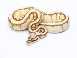 Citrus Pastel Lesser Spider Morph List World Of Ball Pythons Ball Python Morphs Ball Python Pet Snake