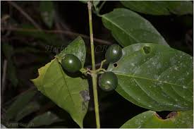 Image result for Canthium glaucum