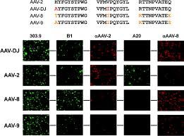 Image result for Black 1996 AAV