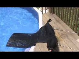 How To Build A Dog Water Ramp 3 Different Ways Patchpuppy Com Dog Pool Ramp Dog Pool Dog Ramp
