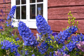 Maybe you would like to learn more about one of these? What Flowers To Plant In February Zones 1 10 Food Storage Moms