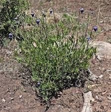 Image result for Clematis hirsuta