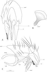 Image result for Terminalia trichopoda