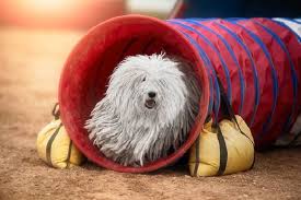 Cele mai multe biografii estimează că pe parcursul vieţii ei a avut aproximativ 1000 de iubiţi. Puli Intra Aici Daca Vrei Sa Stii Tot Despre Rasa Rasedecaini Ro