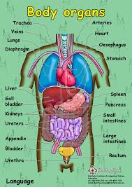 The human body is made to stand erect, walk on two feet, use the arms to carry and lift, and has opposable thumbs (able to grasp). Diagram Human Body Outline With Organs Novocom Top