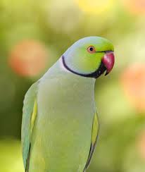 Dec 03, 2020 · indian ringneck parakeets seem to have a gift for learning longer phrases, along with short words. Indian Ring Necked Parakeet Zupreem Pet