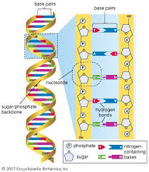 Human Genome Project History Timeline Facts Britannica