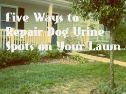 Five Natural Ways To Repair Brown Grass From Dog Pee Dog Urine Dog Pee Lawn Repair