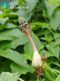 Image result for Ceropegia buchananii