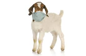 For copyright matters please contact us at: Animals Can Rally When Sick Just Like Humans Discover Magazine