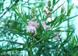It is one of the most recognizable flowering trees of central texas and commonly used in landscapes. Texas Native Plants Database