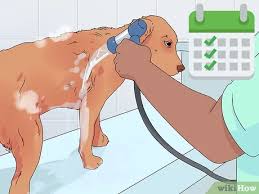 Check spelling or type a new query. 3 Simple Ways To Help A Dog In Heat Wikihow