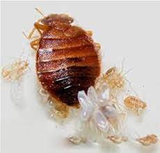 bedbugs eggs and instars chinches imagenes