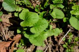 Image result for Lobelia petiolata