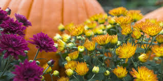 They revel in the cool weather fall brings, as well as the decrease in pesky leaf insects that can sometimes influence their growth or success. 30 Best Fall Flowers To Plant Pretty Fall Plants Flowering Perennials