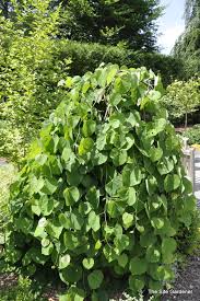 Image result for Buxus acutata