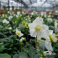 Regala piccoli fiorellini bianchi raccolti in bouquet naturali. Balconi Fioriti In Inverno Ecco Le Varieta Piu Belle Floricoltura Quaiato