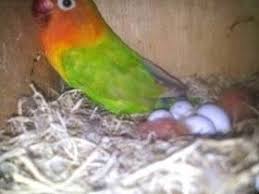 Kami rasa cara tersebut memang cukup efektif untuk mendapatkan hasil daya tetas yang maksimal. Proses Penetasan Telur Lovebird Steemit