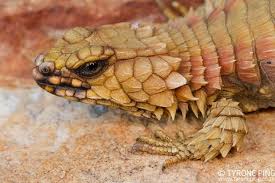 Ouroborus Cataphractus Armadillo Lizard Armadillo Lizard Lizard Armadillo