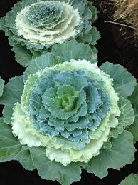 Beautiful Decorative Lettuce Adds So Much To Your Garden Plants Garden Cabbage