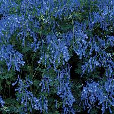 We did not find results for: Yellow Corydalis Finegardening