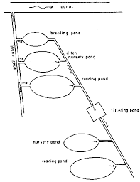 Tetapi, kamu harus tahu bahwa membuat kolam ikan di luar ruangan bisa memicu. Rancang Bangun Kolam Ikan Air Tawar Di Indonesia Seginimcity Com