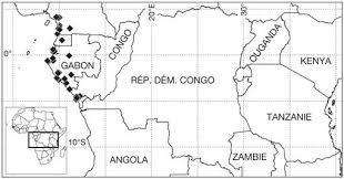 Image result for Leptactina involucrata