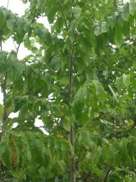 Image result for Aphanamixis polystachya