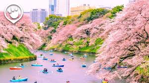 Come springtime, these small trees (which, contrary to their name, do not bear fruit) become an attraction for entire cities full of people. Cherry Blossoms In Japan 2018 Forecast Youtube
